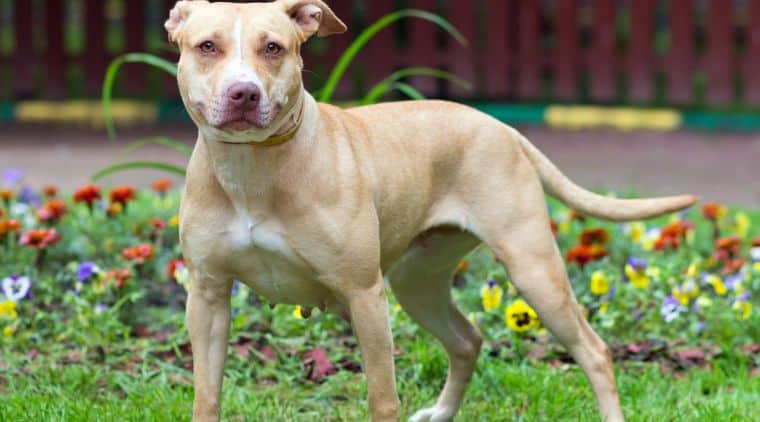 American Pitbull Terrier im Porträt