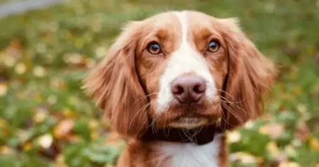 Cocker Spaniel herzlos am Straßenrand ausgesetzt - Seine Entwicklung hat niemand vorausgesehen!