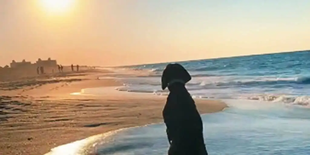 “Einzigartiger Moment” Dieser Hund genießt einen Sonnenaufgang, wie du es noch nie gesehen hast