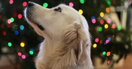 Experten warnen Diese beliebten Weihnachtsessen sind Gift für Katzen und Hunde!