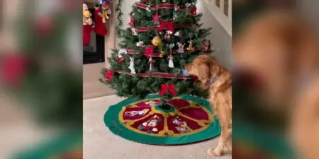 Golden Retriever klaut täglich Weihnachts-Deko vom Baum - Der Grund dafür ist unglaublich süß