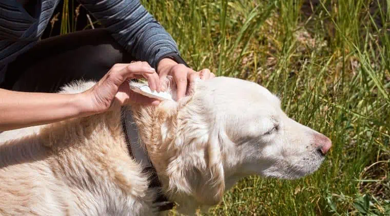 Grasmilben Hund Hausmittel