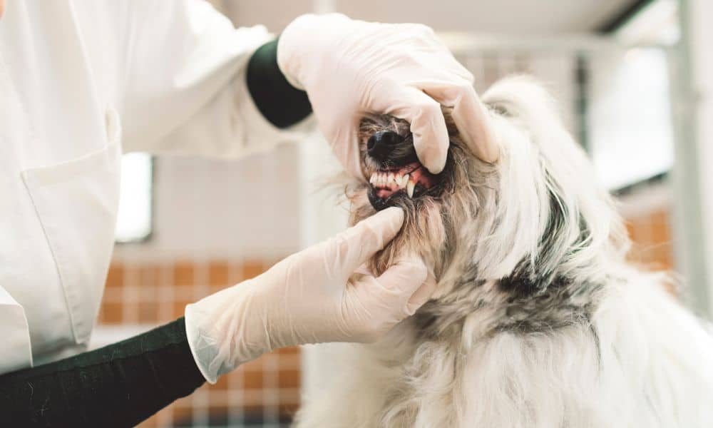 Hund Tierarzt Zähne