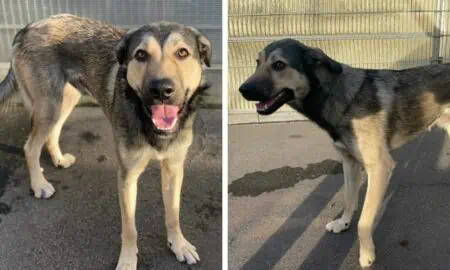 Hund landet im Tierheim, weil Besitzer Miete nicht zahlen kann - Nun sucht Jimbo ein neues Zuhause