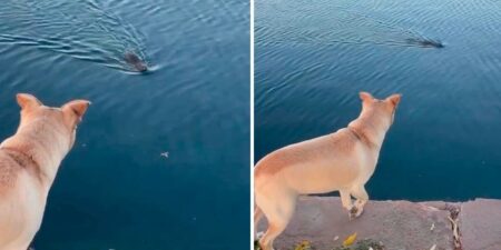 Hund völlig erstarrt, als er etwas “Haariges” im Wasser schwimmen sieht