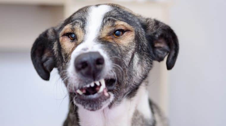 Hunde klappern mit den Zähnen
