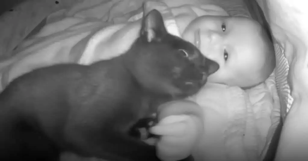 Katze löst nächtlichen Baby-Alarm aus – Der Grund dafür ist unglaublich süß