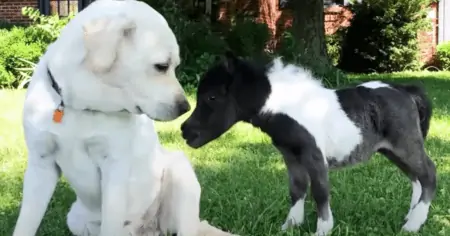 Mini Pferd von Mutter verstoßen - Wie dieser Labrador sich um sie kümmert, verzaubert das Internet