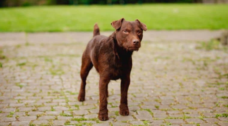 Der Patterdale Terrier Im Rassen-Porträt (Mit Bildern)