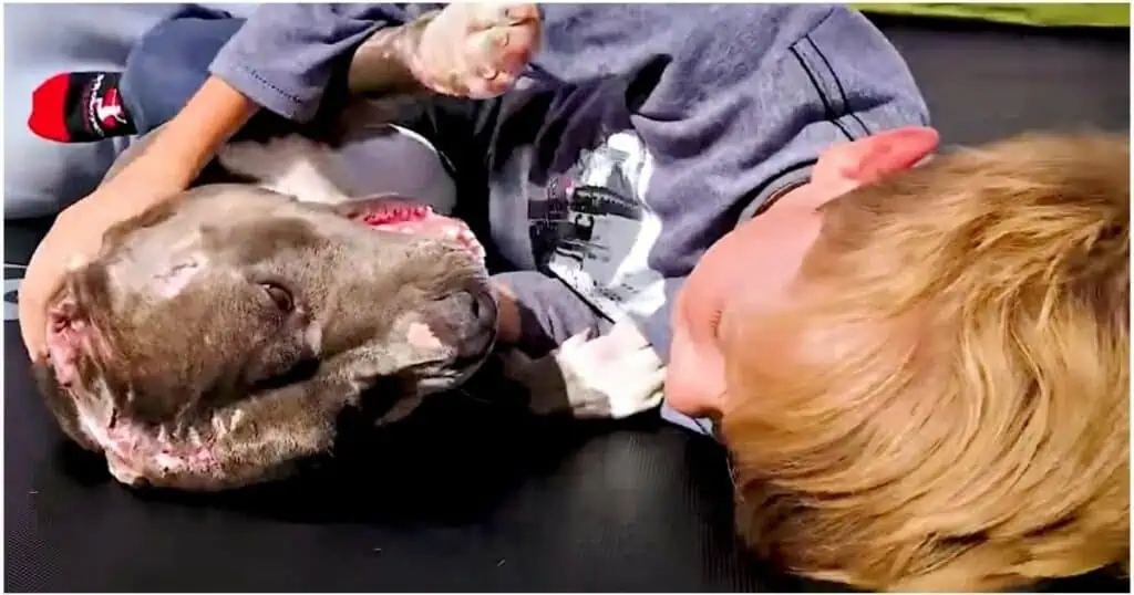 Pitbull aus grausamen Hundekampf Ring befreit - Seine Verwandlung nach Rettung rührt zu Tränen