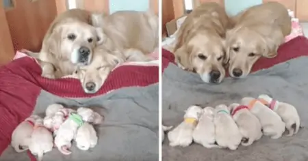 Süßes Video Die Reaktion dieser Golden Retrieber Eltern auf Ihre Welpen lässt alle Herzen schmerzen