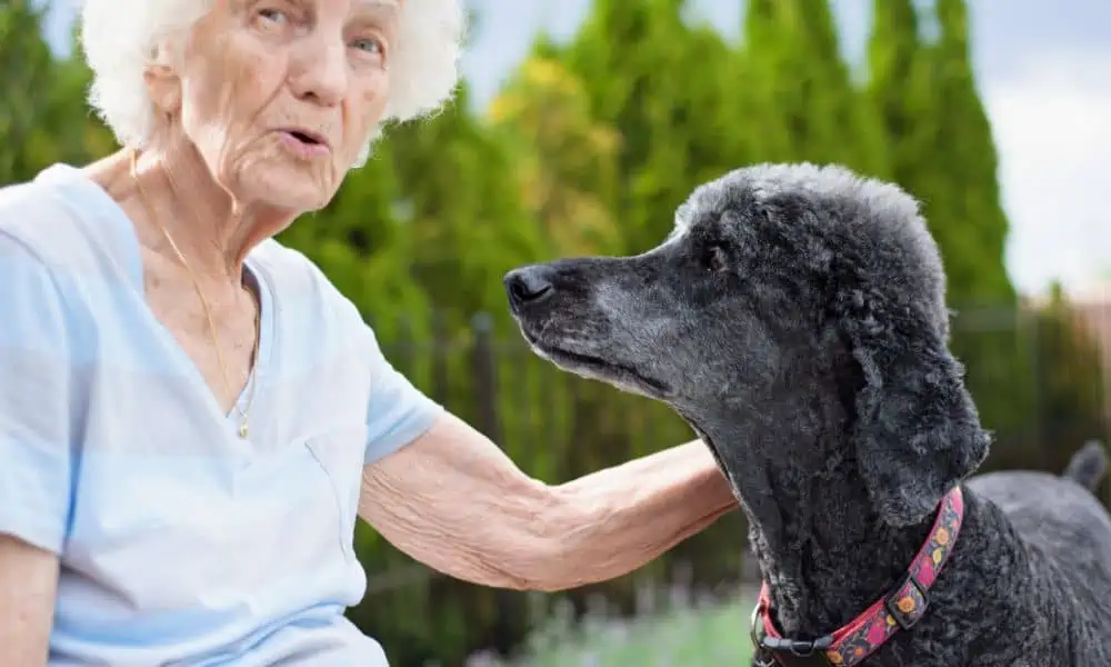 Therapiehund bei älterer Dame