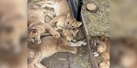 Ukraine 4 Löwenbabys aus illegalem Tierhandel entkommen dem Krieg und finden neues Zuhause