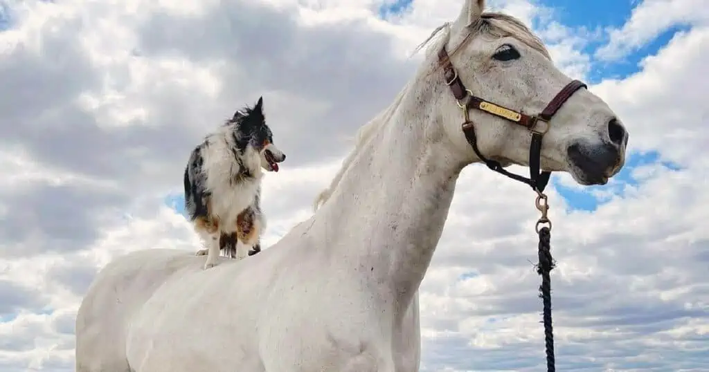 Ungewöhnliche Freundschaft Australian Shepherd liebt es, auf seinem Pferde-Kumpel zu reiten