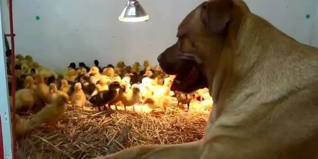 Unglaublich Süßes Video Riesiger Hund bewacht 200 Entenküken wie seine eigenen Kinder
