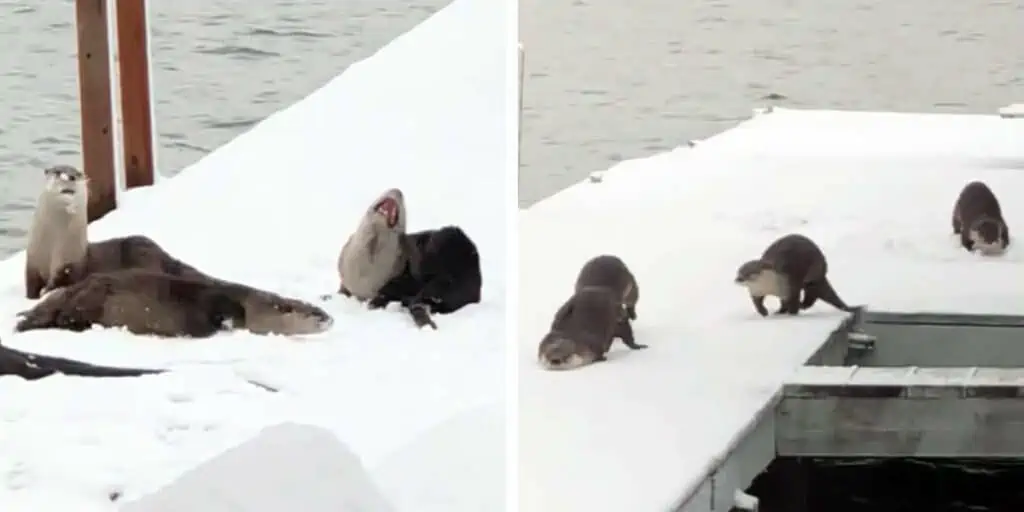 Unglaublich süß Video von verspielten Ottern im Eis bringt die Herzen der Zuschauer zum Schmelzen