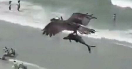 Unglaubliches Video geht um die Welt Riesen-Adler fängt Hai im Meer und fliegt mit ihm davon