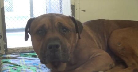 Video Hund kann nicht aufhören zu weinen, als er merkt, dass er im Tierheim zurückgelassen wurde
