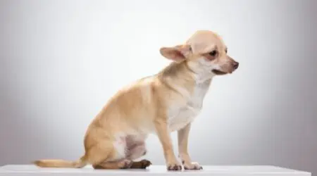Warum zittern Chihuahuas