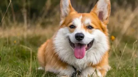 Was kostet ein Corgi