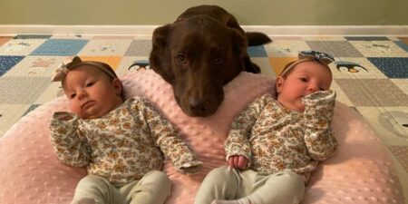Wie dieser Hund auf die neugeborenen Zwillinge reagiert, lässt Millionen Herzen schmelzen