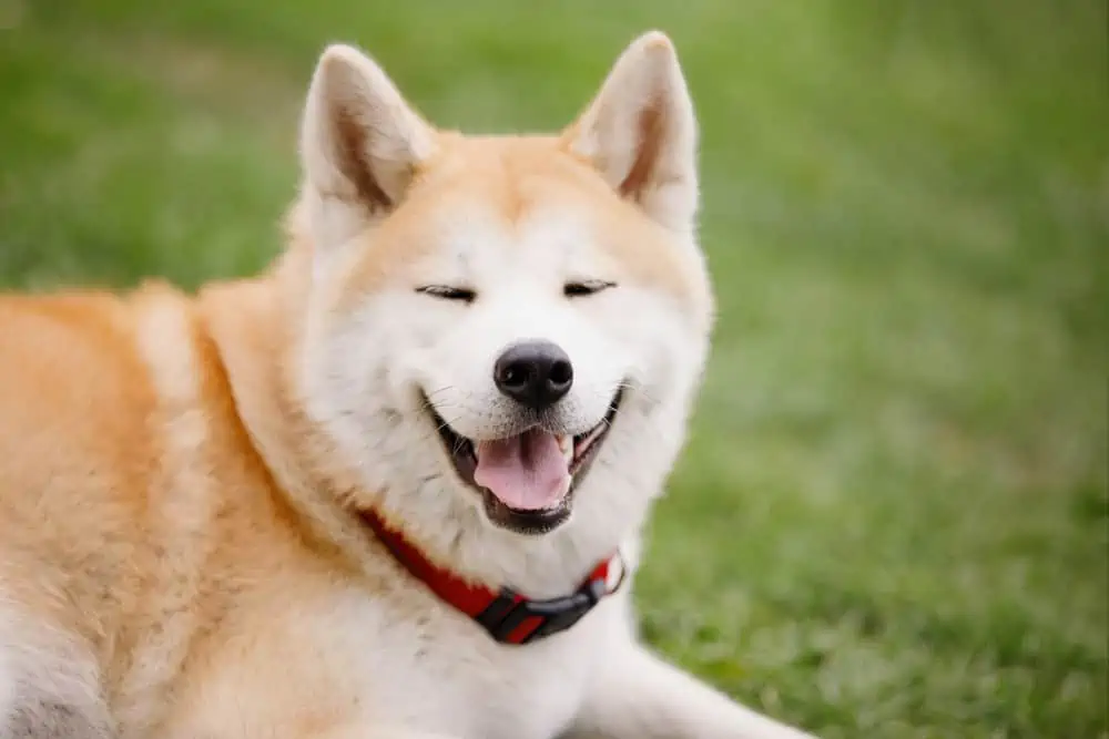 akita inu