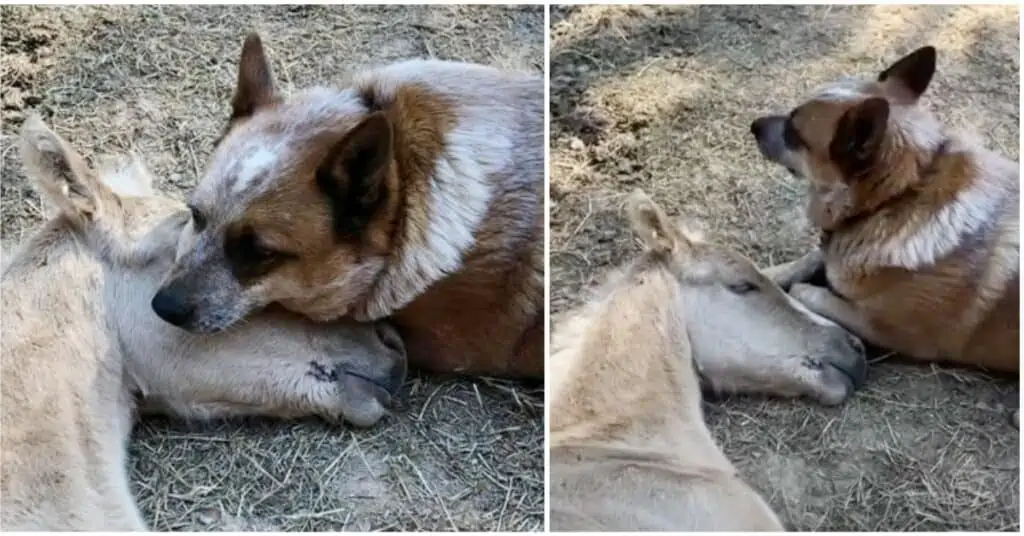 Hund rettet 9 Tage altes Waisen-Fohlen: Wie aus einem grausamen Schicksal echte Freundschaft wird