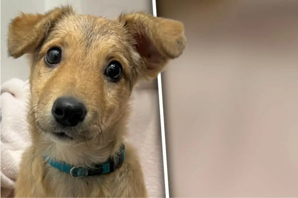 Herzlos: Frau lässt kleinen Hund stundenlang in Kälte stehen - Ihre Reaktion macht sprachlos