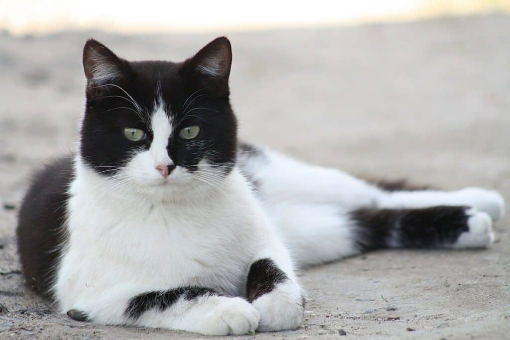 Unglaublich: Verletzte Katze bringt sich selbst in die Notaufnahme und fordert Behandlung