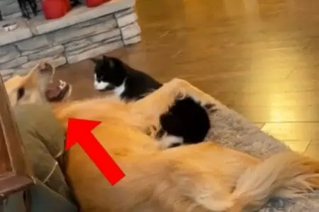 Wie diese liebevolle Katze einem “bösen” Golden Retriever die Stirn bietet, begeistert das Internet