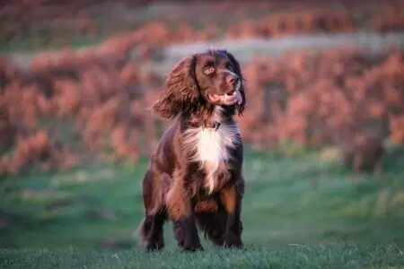 https://www.deine-tierwelt.de/magazin/pubertaet-oder-straehnchenbehandlung-hund-begeistert-im-internet/