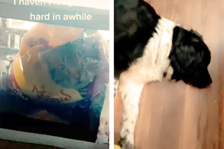 Alexa wollte ihre Familie vor dem Katzenbild auf der Futtertüte beschützen.  © Screenshot/TikTok/@ctina2
