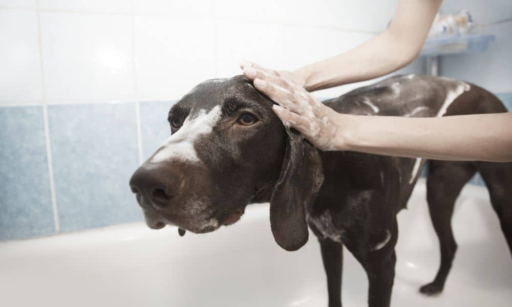 hund duschen