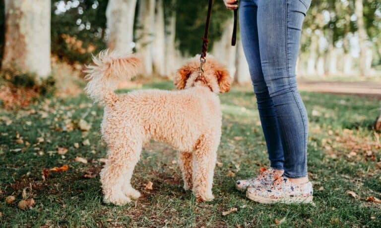Hund bleibt stehen, geht nicht weiter: 5 Ursachen & Lösungen