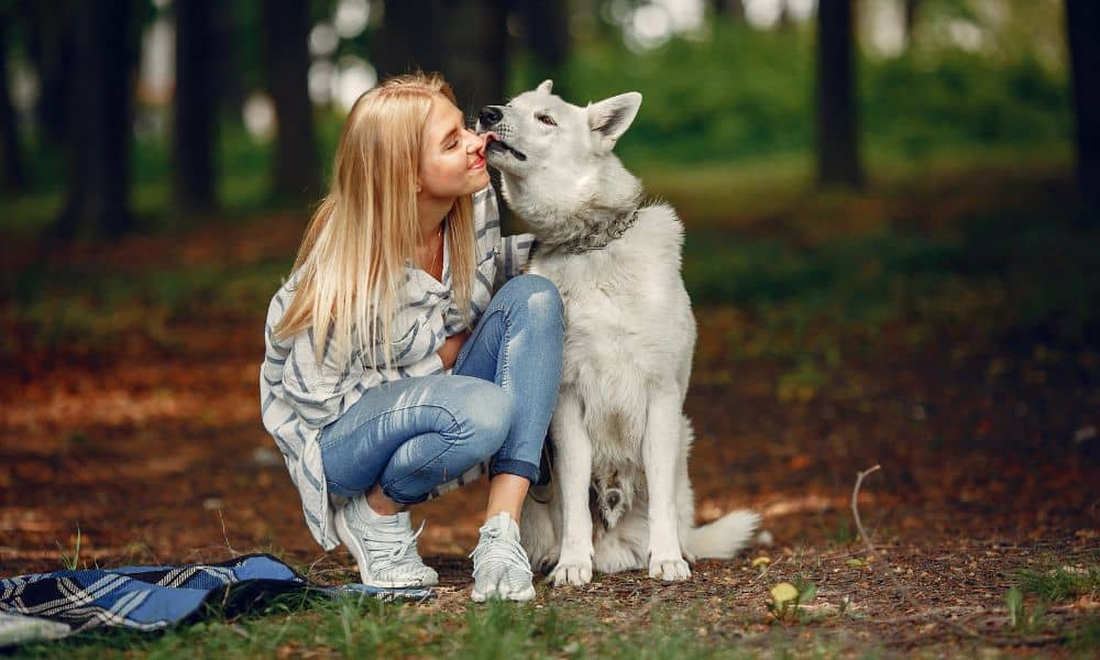 hund leckt besitzer an menschenohr
