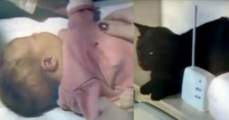 Schreie aus dem Babyfon: Heldenhafte Katze rettet kleines Baby vor dem Erstickungstod