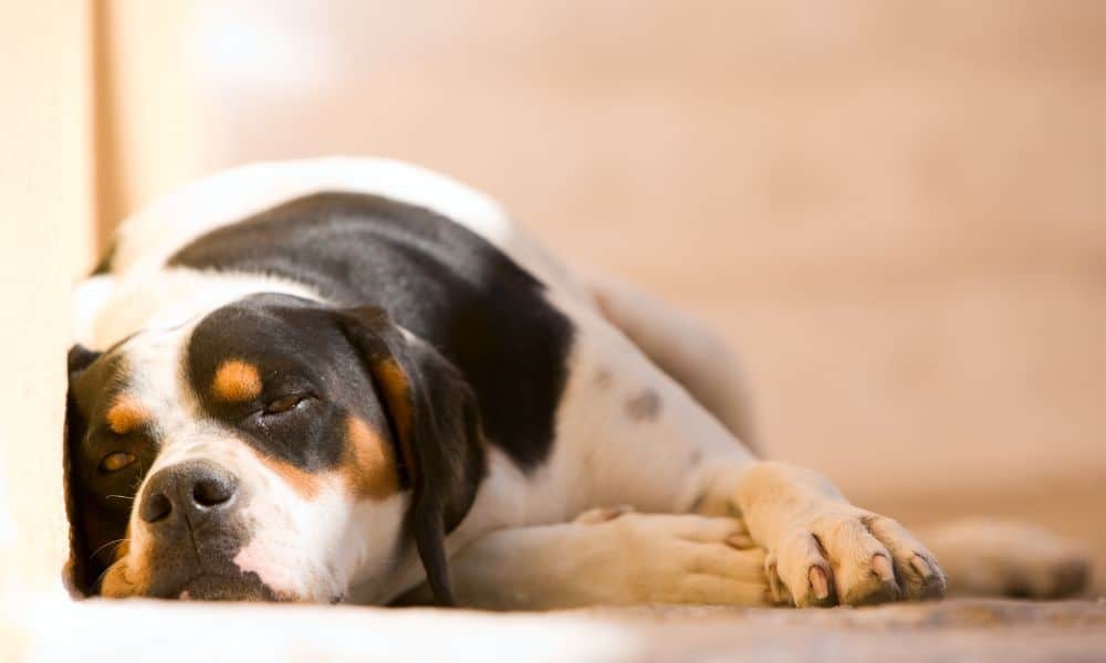 Anzeichen für eine Magendrehung beim Hund - Erste Anzeichen & Symptome erkennen