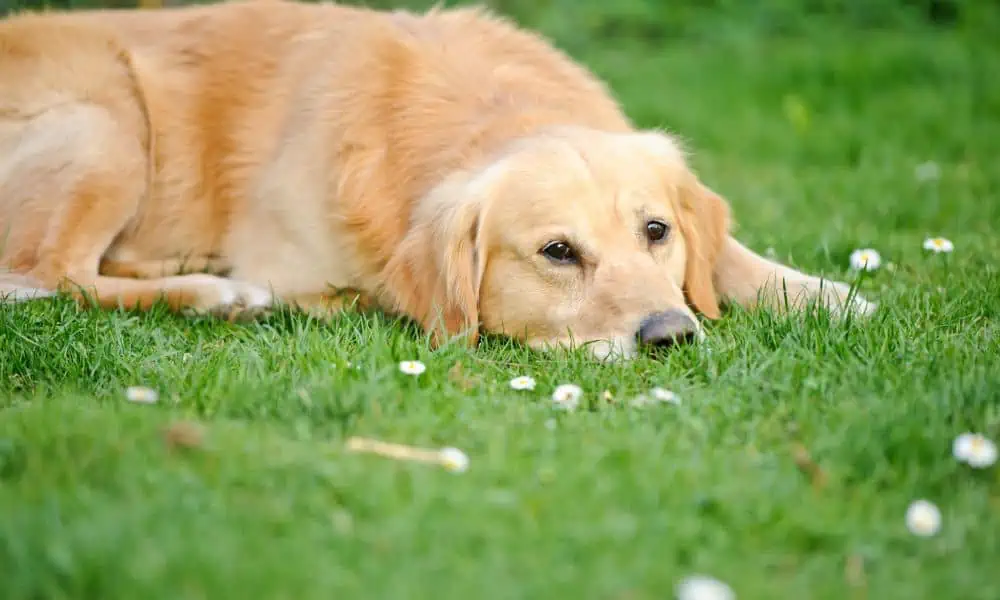 8 Anzeichen amp Symptome einer Magendrehung beim Hund