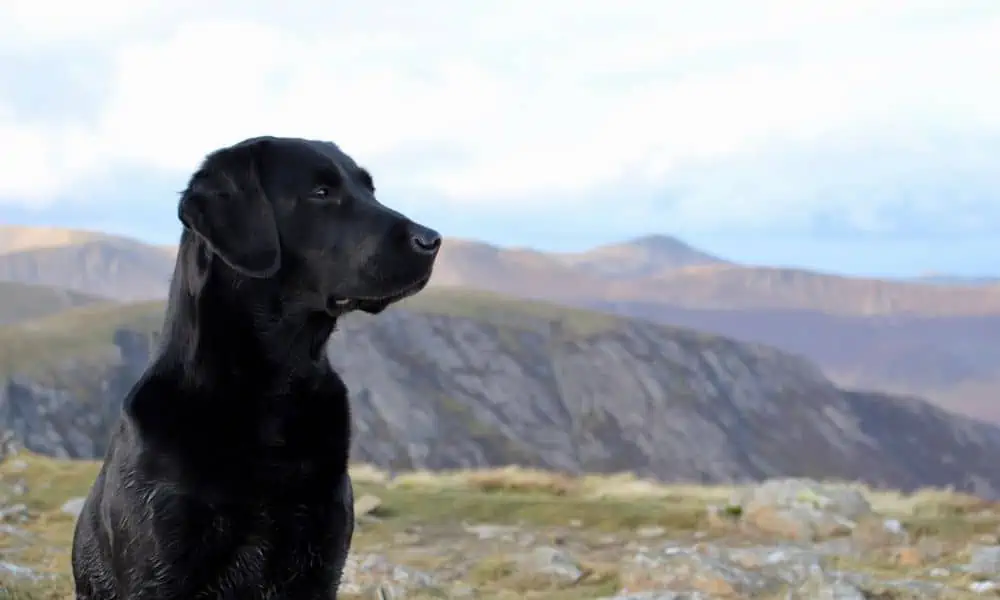Kurz & Knapp: Wann werden Labradore ruhiger?