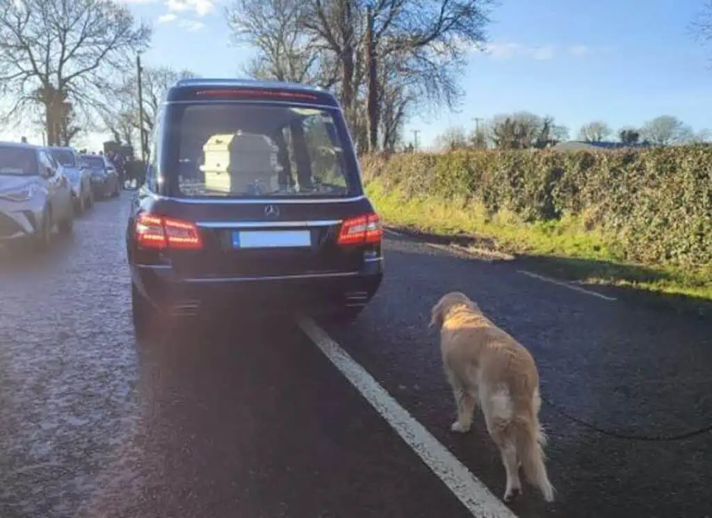Der Golden Retriever „Bessy“ aus dem irländischen Naas ist dem Sarg ihrer verstorbenen Besitzerin hinterhergelaufen. © Tamara Gervasoni/Twitter