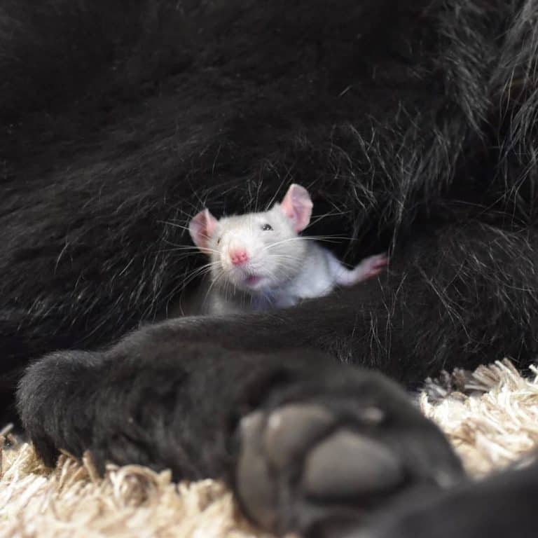 Ein glückliches Rattenleben