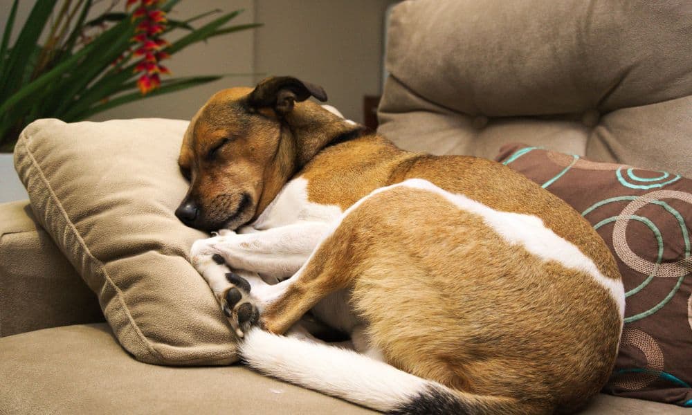 Was träumen Hunde, wenn sie schlafen?