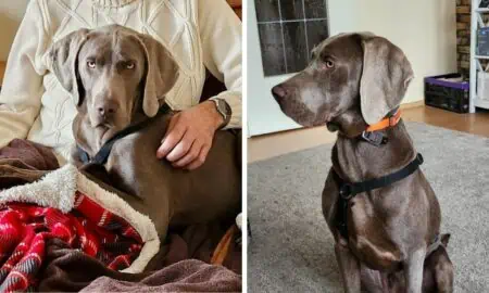 Aus gewissenloser Zucht befreit - Dieser bildhübsche Weimaraner-Welpe sucht eine neue Familie