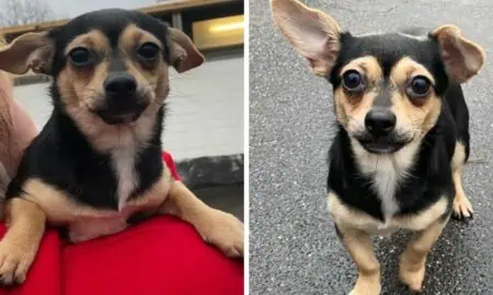 Aus katastrophalen Zuständen gerettet Die verschmuste “Lotta” (Chihuahua-Mix) sucht eine Familie