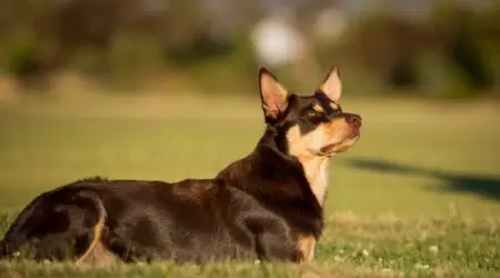 Australian Kelpie im Porträt