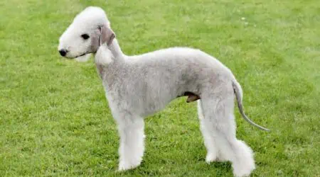 Bedlington Terrier im Porträt