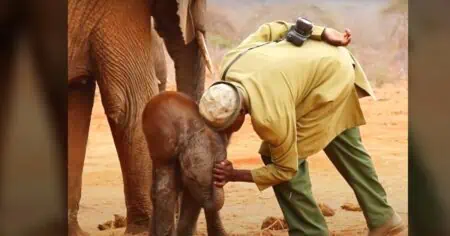 Bezauberndes Video Wilder Elefant besucht seine ehemaligen Retter, um ihnen sein Baby zu zeigen
