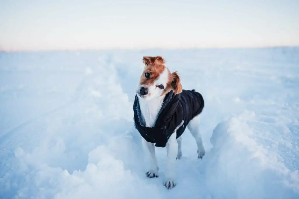Brauchen Hunde einen Hundemantel im Winter Tierärzte klären auf!