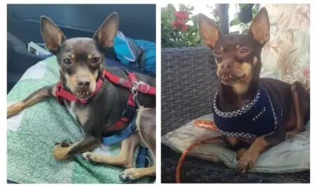 Chihuahua-Mix mit süßem Unterbiss herzlos ausgesetzt - wer gibt der kleinen Tamana eine 2. Chance