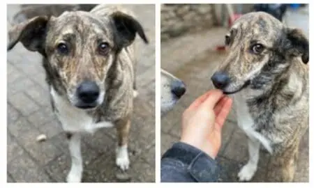 Diese bildhübsche Tierheim-Hündin erobert alle Herzen – Wer schenkt ihr die Liebe, die sie verdient